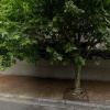 Carport parking on Willoughby Road in Naremburn New South Wales Carport parking on Willoughby Road in Naremburn New South Wales